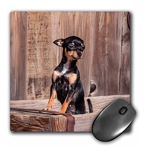 3drose Mouse Pad Chihuahua Standing In A Wooden Tub 8 X 0