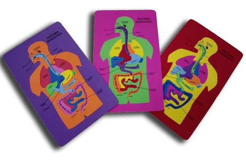Cuerpo Humano Sistema Digestivo Niñosrompecabezas X24u. 0