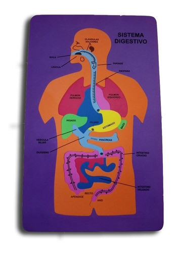 Cuerpo Humano Sistema Digestivo Niñosrompecabezas X24u. 1