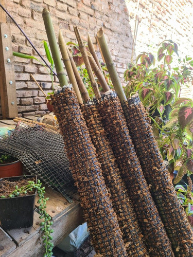 Combo Tutor De Musgo Turba Sphagnum | 120 Y 50 Cm | Plantas 1