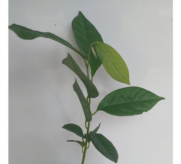 Planta Frutal De Chirimoya!!! 1