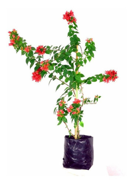 Planta De Santa Rita Arbustiva 0 Planta De Santa Rita Arbustiva 0