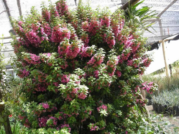 Planta De Santa Rita Arbustiva 1 Planta De Santa Rita Arbustiva 1