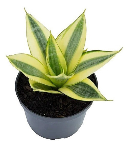 Planta De Sansevieria Trifasciata ' Hahnii ' 0