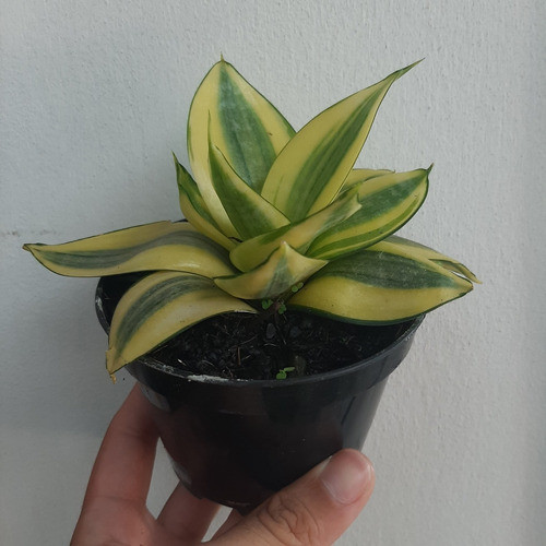 Planta De Sansevieria Trifasciata ' Hahnii ' 1