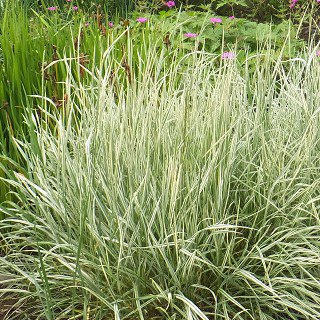 Plantas De Phalaris Arundinacea Var, Follaje Verde Y Blanco 1