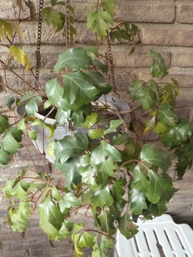 Planta Sissus Grande 1
