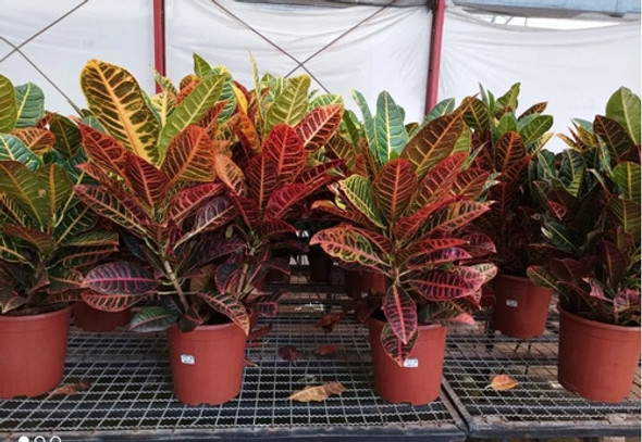 Planta Croton Envío Gratis 1