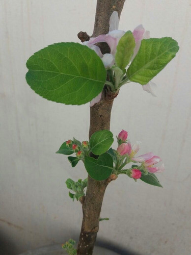 Maçã Eva + Amora Gigante ( Mudas Enxertadas ) 1