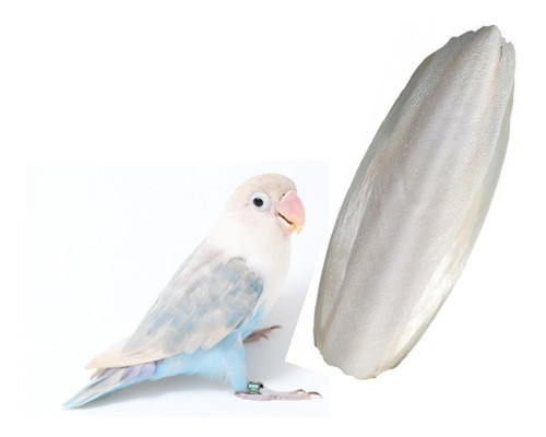 Sepia Piedra Afilar Pico Canarios Calcio Diamantes Agapornis 1