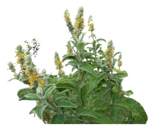 Cambará (buddleja Stachyoides)- Vivero De Nativas 0