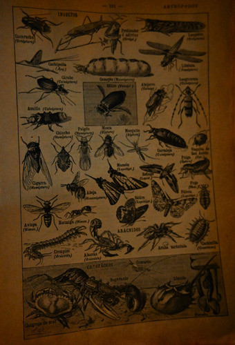 Impreso Antiguo Sobre Artrópodos. Circa 1930. 13 X 18 Cm 0