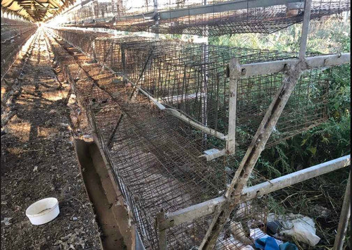 Estructura Madera Galpón Ponedoras Vivero X Mt Lineal Envios 1