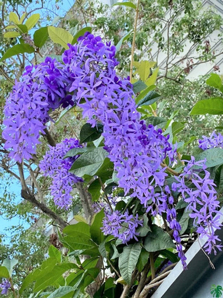 Petrea Volubilis. Trepadora. 0 Petrea Volubilis. Trepadora. 0