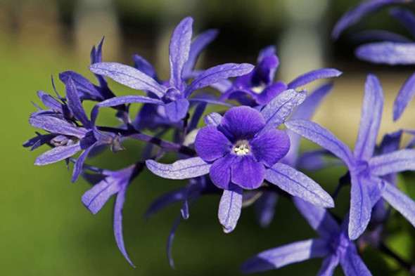 Petrea Volubilis. Trepadora. 1 Petrea Volubilis. Trepadora. 1