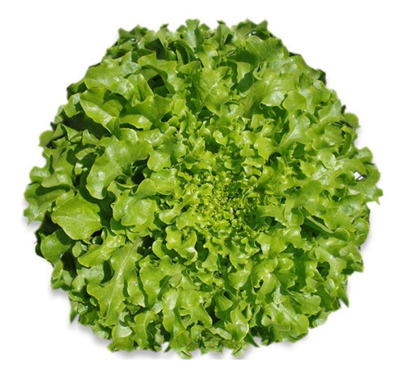 Sementes De Alface Mimosa Frisby 10.000 Sementes Topseed® 1