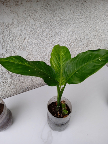 Planta Diffenbachia De Interior. Crece Rápido, Poco Cuidado 0
