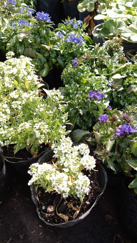 Florales 2 X $70 Lobellas, Clavelinas, Portulacas, Etc 0
