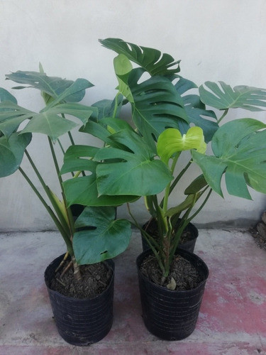 Planta De Interior Monstera Costilla De Adán 1