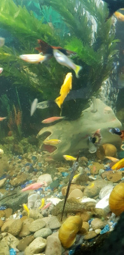 Pez Molly Leopardo 1