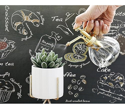 Planta De Señor 65 De Alto Decoración De Vidrio Agua Botella 1