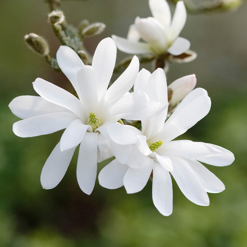 Magnolia Stellata Blanca Alba Ramificada Z/ Del Viso - Caba 0