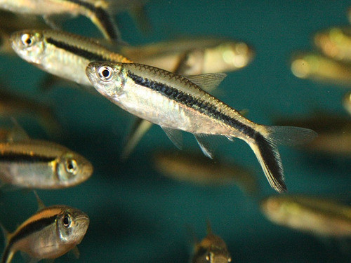 Thayeria Oblicua Surtida Promocion A Mundo Acuatico 0