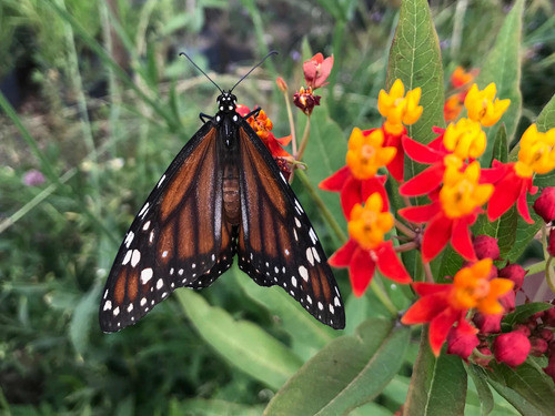 Pack De 5 Asclepias Curassavica - Inicio De Mariposario 0
