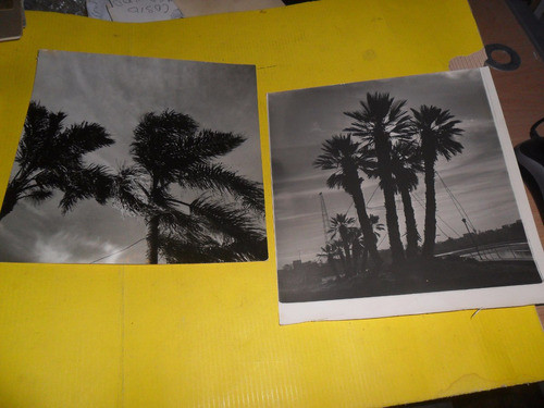 Foto Fotografia Palmera Palmeras Arbol Arboles 0