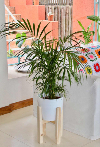 Combo Areca Con Maceta Blanca Más Portamaceta Living Oficina 0