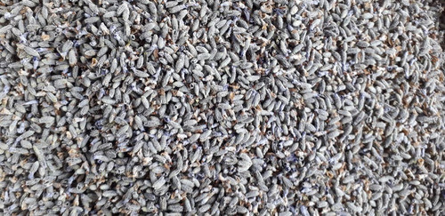 Lavanda Seca Desgranada, 1 Kilo. Calidad Premium. 1