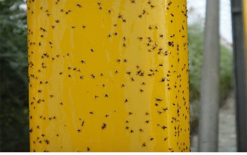 Trampa Adhesiva No Química Polilla Mosca Blanca Y Pulgones 1