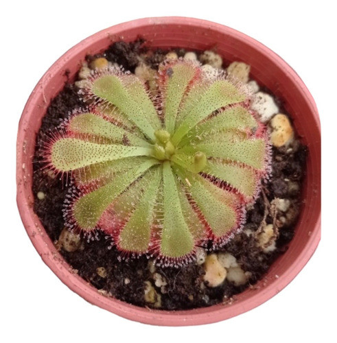 Drosera Aliciae. Planta Carnívora 0