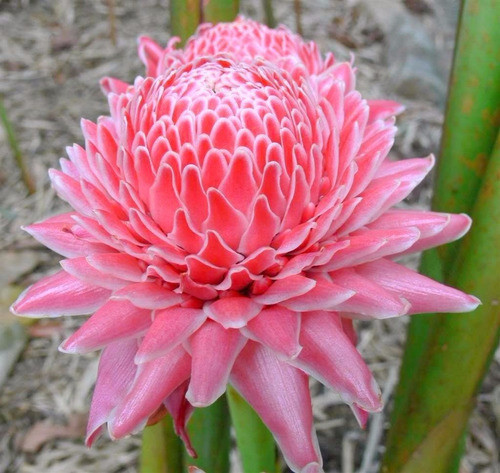 30 Sementes De Rosa De Porcelana Bastão Do Imperador P Mudas 0