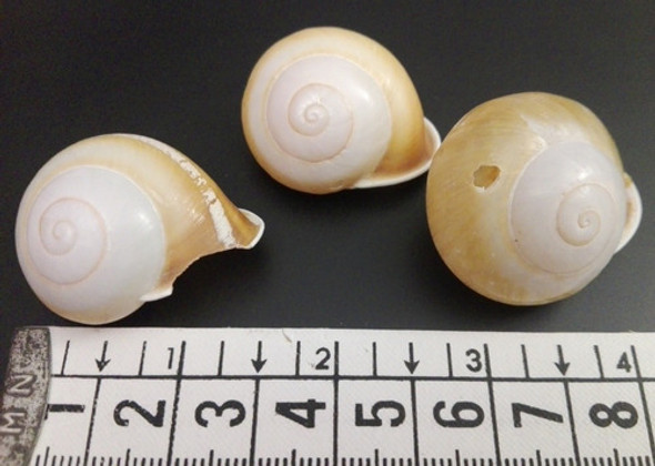 Caracol Marino Concha Tierra Calocochlia Zonifera Pecera X3 0 Caracol Marino Concha Tierra Calocochlia Zonifera Pecera X3 0