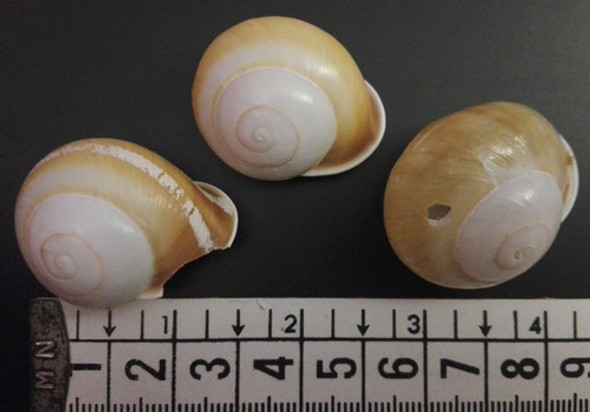 Caracol Marino Concha Tierra Calocochlia Zonifera Pecera X3 1 Caracol Marino Concha Tierra Calocochlia Zonifera Pecera X3 1