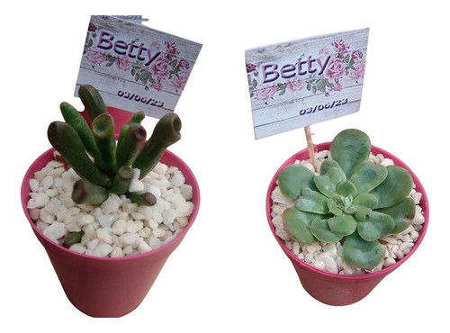 Suculentas Souvenirs Macetita N° 6 X 20 0