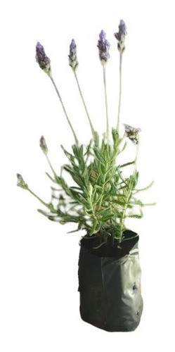30 Mudas De Lavanda Ou Alfazema - Alta Qualidade + Manual 0