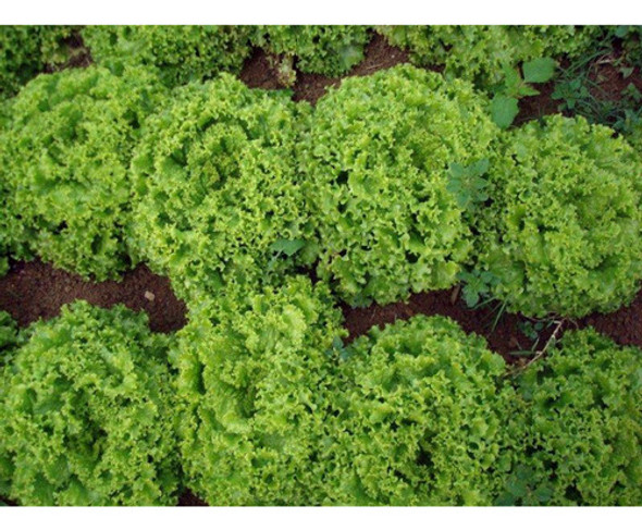 Sementes De Alface Crespa Brida Peletizada- 25.000 Sementes 1 Sementes De Alface Crespa Brida Peletizada- 25.000 Sementes 1