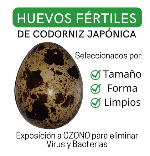 Huevos Fertiles De Codorniz X 10 Docenas 1