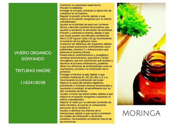 Tintura Madre De Moringa Orgánica 0