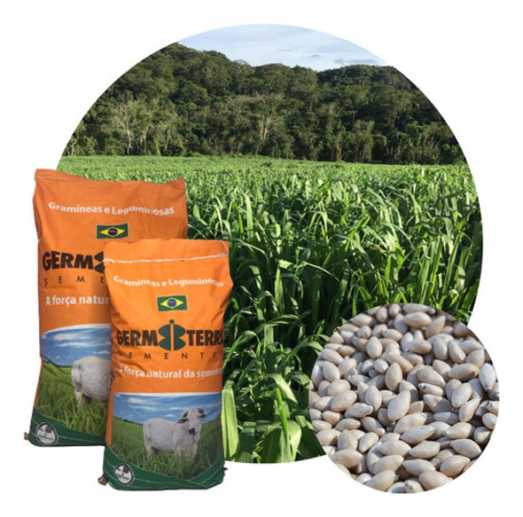 Sementes Miyagui Incrustadas10kg/ Equinos/ Bovinos/ensilagem 0