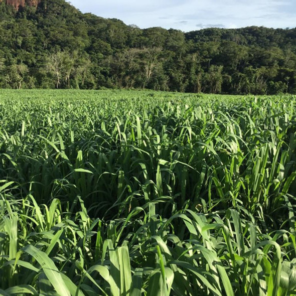 Sementes Miyagui Incrustadas10kg/ Equinos/ Bovinos/ensilagem 1