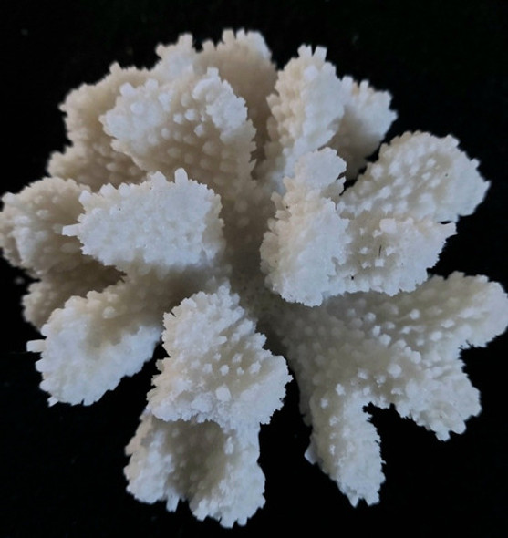 Adorno De Resina Para Acuario/ Pecera, Coral Hard, Imp.14 Cm 1 Adorno De Resina Para Acuario/ Pecera, Coral Hard, Imp.14 Cm 1