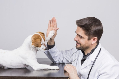 Curso Auxiliar Técnico En Veterinaria Certificado Avales 0