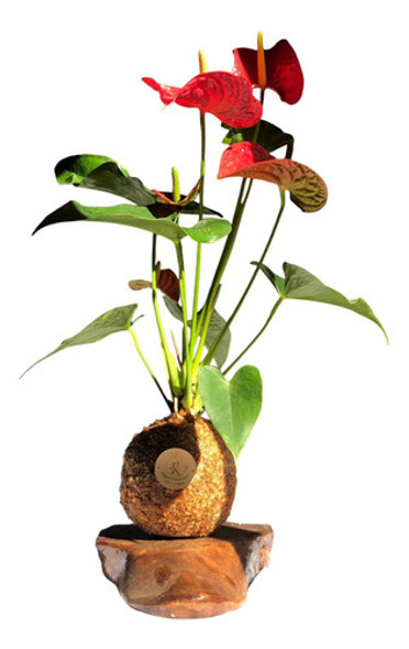 Kokedama Anturio Rojo Premium 0