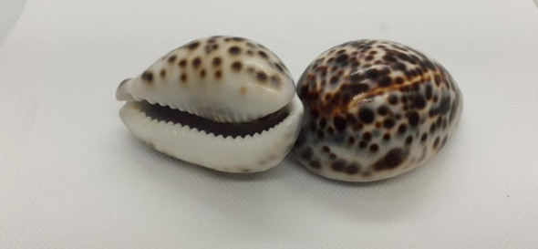 Búzios Tigre Unidade 1