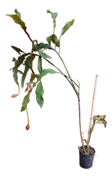 Dama De Noche, Epiphyllum Oxypetalum !!! 0