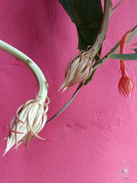 Dama De Noche, Epiphyllum Oxypetalum !!! 1