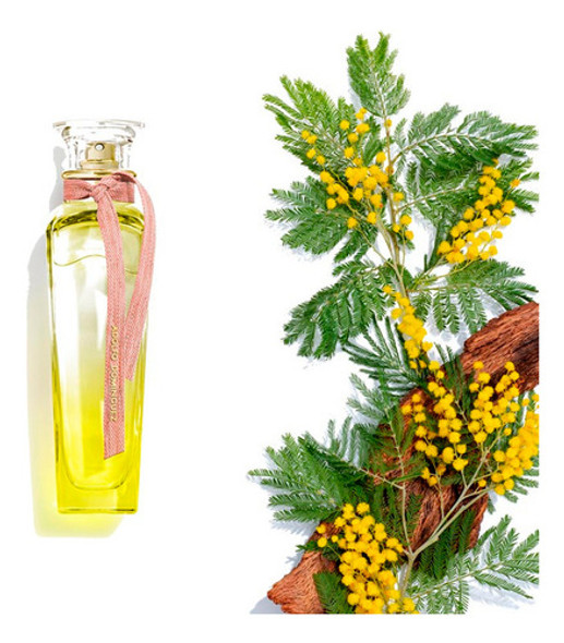 Perfume Adolfo Dominguez Agua Fresca Mimosa Coriandro 120ml 1